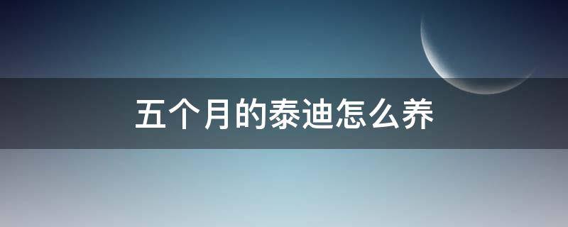 五个月的泰迪怎么养（5个月的泰迪狗怎么养）