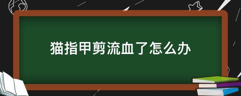 猫指甲剪流血了怎么办（猫指甲剪流血了怎么办酒精）