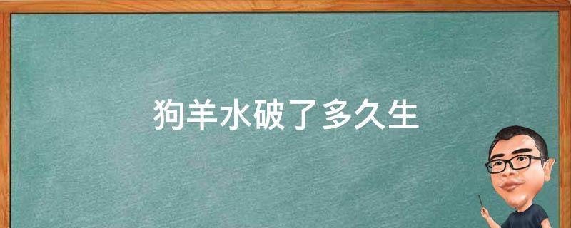 狗羊水破了多久生 狗羊水破了多久生第一个