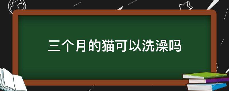 三个月的猫可以洗澡吗（三个月的猫猫可以洗澡吗）