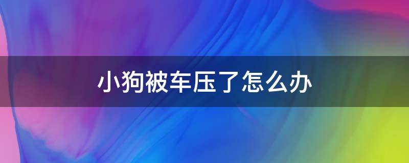 小狗被车压了怎么办（小狗被车压了怎么办,没有受伤）