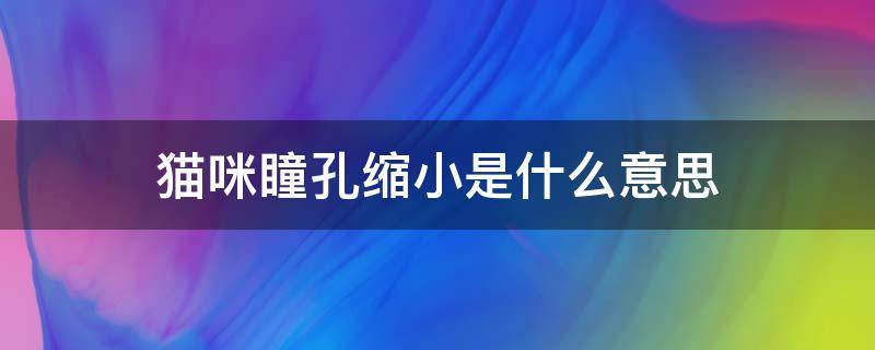 猫咪瞳孔缩小是什么意思 猫咪瞳孔缩小表示什么