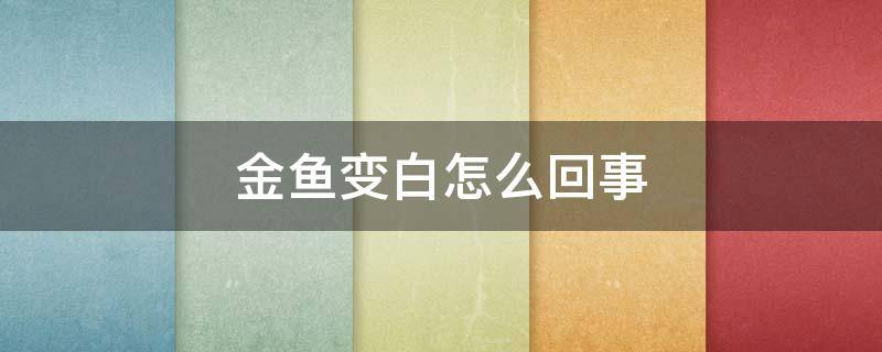 金鱼变白怎么回事 金鱼变白是怎么回事儿?