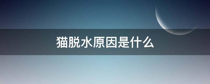 猫脱水原因是什么（猫脱水严重有哪些状态）