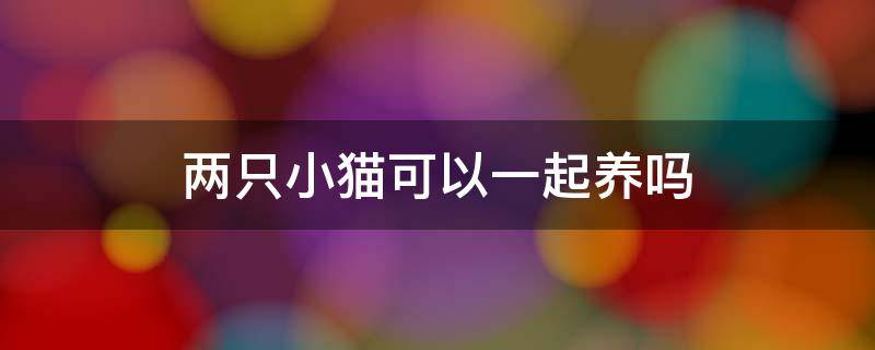 两只小猫可以一起养吗 第一次养猫两只小猫可以一起养吗