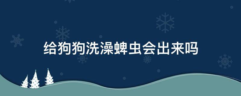 给狗狗洗澡蜱虫会出来吗（狗狗长满蜱虫怎么办可以给他洗澡吗）