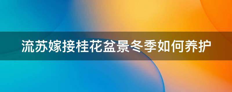 流苏嫁接桂花盆景冬季如何养护 流苏嫁接桂花盆景冬季如何养护和管理