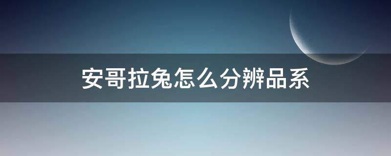 安哥拉兔怎么分辨品系 安哥拉兔怎么看品相