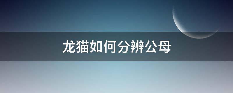 龙猫如何分辨公母 公龙猫母龙猫怎么区分