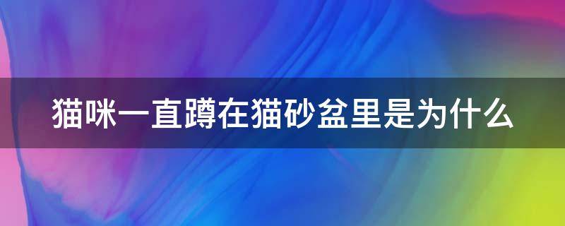 猫咪一直蹲在猫砂盆里是为什么 猫一直蹲在猫砂盆里是怎么了