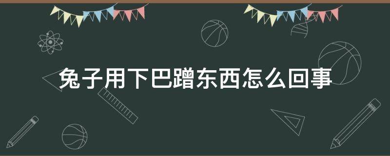 兔子用下巴蹭东西怎么回事（兔子老用下巴蹭）