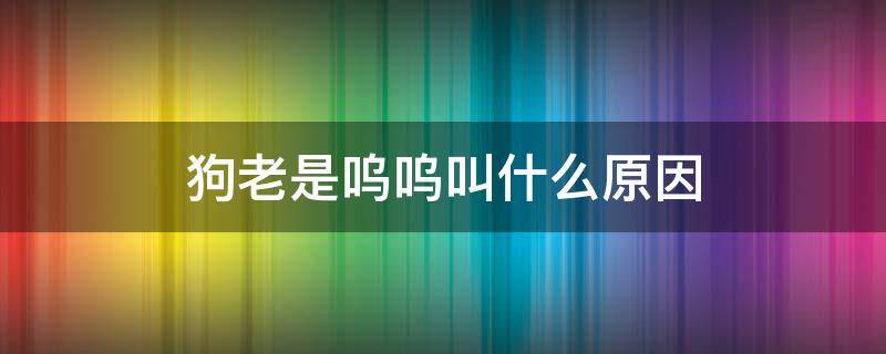 狗老是呜呜叫什么原因 为什么狗狗老是呜呜叫