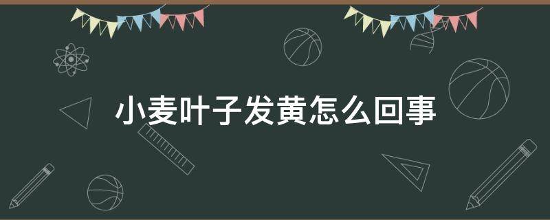 小麦叶子发黄怎么回事（最近小麦叶子发黄是什么病?）