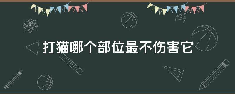 打猫哪个部位最不伤害它 打猫的哪里它不会受伤