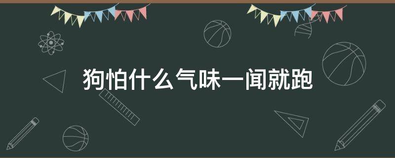 狗怕什么气味一闻就跑（狗闻到什么气味会跑）