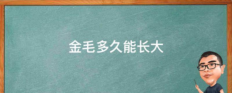 金毛多久能长大（金毛多长时间可以长大）