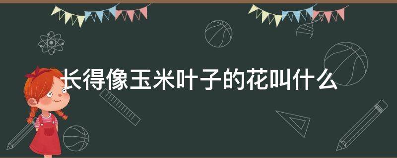 长得像玉米叶子的花叫什么 长得像玉米叶子的花叫什么名字