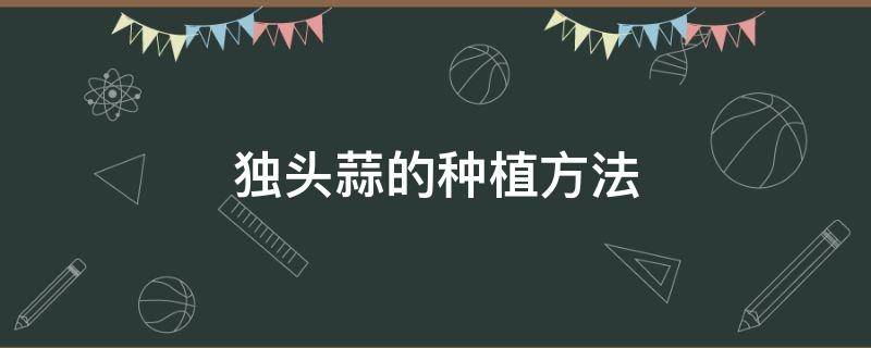 独头蒜的种植方法 独头蒜的种植方法和时间视频