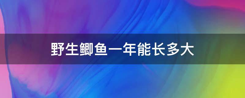 野生鲫鱼一年能长多大 野生鲫鱼多久能长大