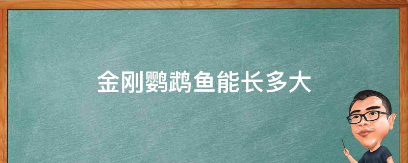 金刚鹦鹉鱼能长多大 金刚鹦鹉最大能长多大