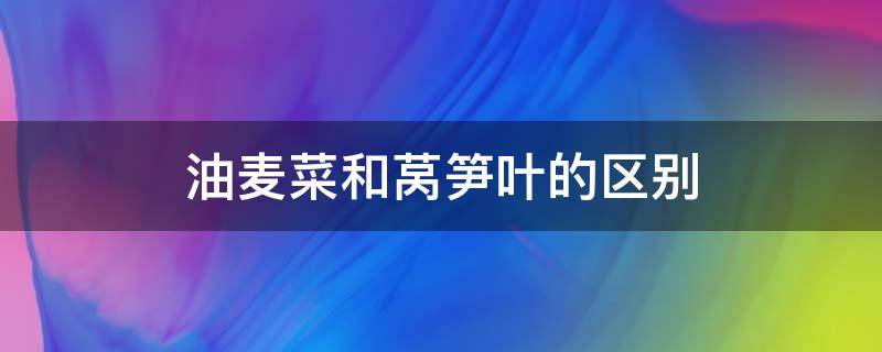 油麦菜和莴笋叶的区别 莴笋叶