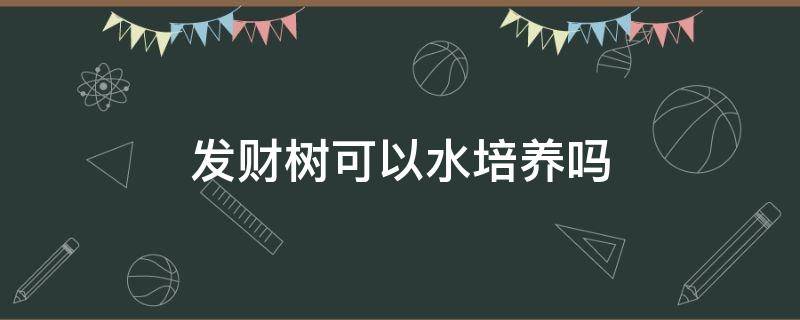 发财树可以水培养吗 发财树能水培