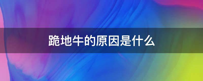 跪地牛的原因是什么 牛为啥会跪地