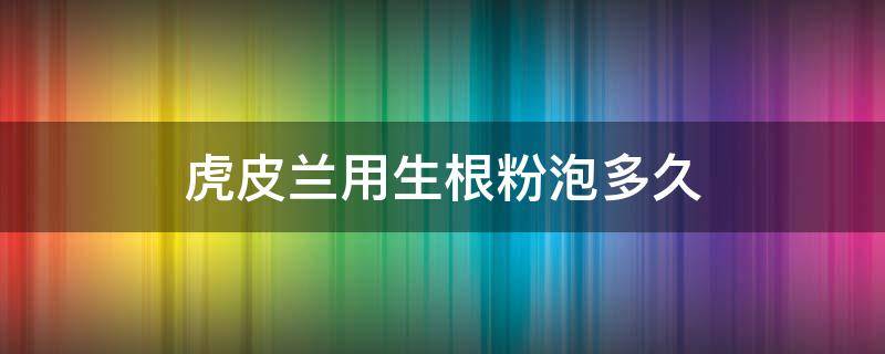 虎皮兰用生根粉泡多久 刚买回来的虎皮兰用不用生根粉泡