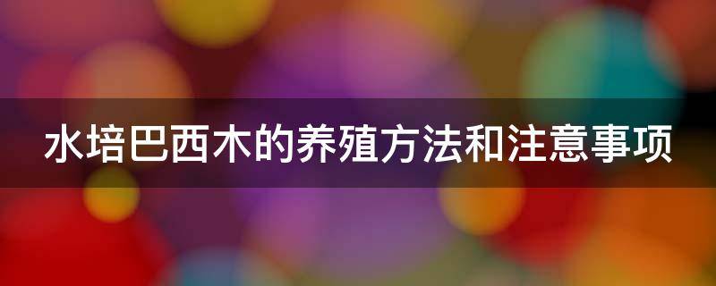 水培巴西木的养殖方法和注意事项（水培巴西木的养殖方法和注意事项图片）