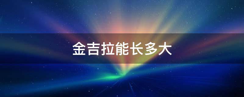 金吉拉能长多大 金吉拉长不大吗