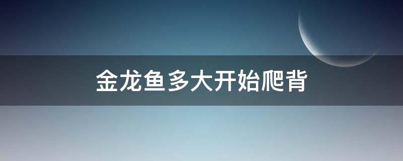 金龙鱼多大开始爬背 过背金龙鱼多大开始爬背