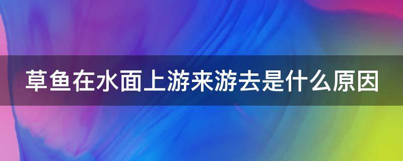 草鱼在水面上游来游去是什么原因 草鱼在水面上游来游去是什么原因导致的