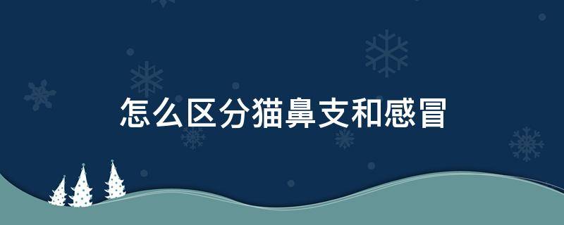 怎么区分猫鼻支和感冒 怎么区分猫鼻支和感冒的区别