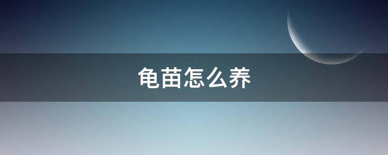 龟苗怎么养（刚出生的龟苗怎么养）