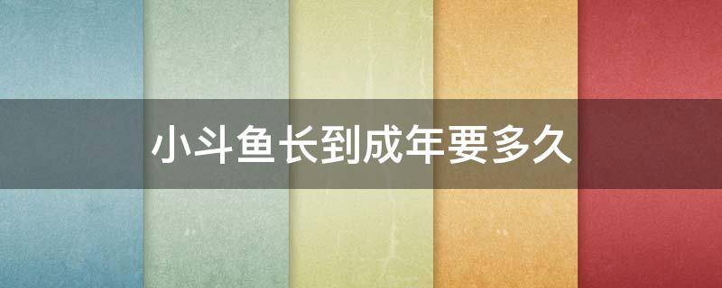 小斗鱼长到成年要多久（斗鱼鱼苗长大成年需要多长时间）