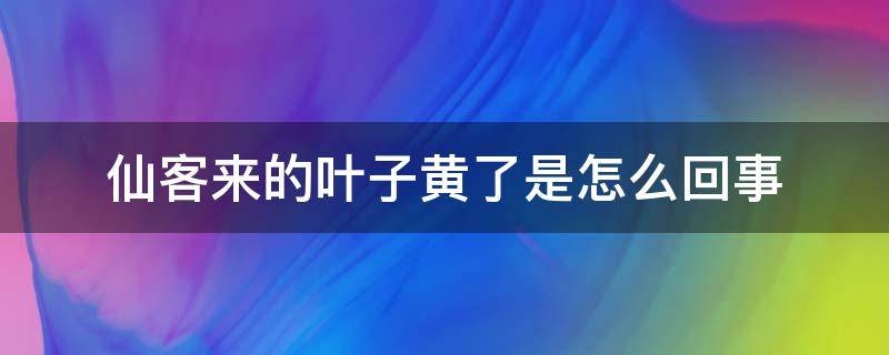 仙客来的叶子黄了是怎么回事 仙客来的叶子变黄了是什么原因