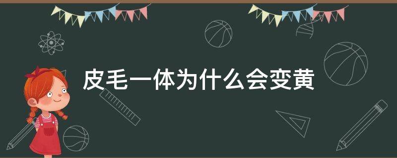 皮毛一体为什么会变黄（皮毛一体毛毛变黄了怎么办）