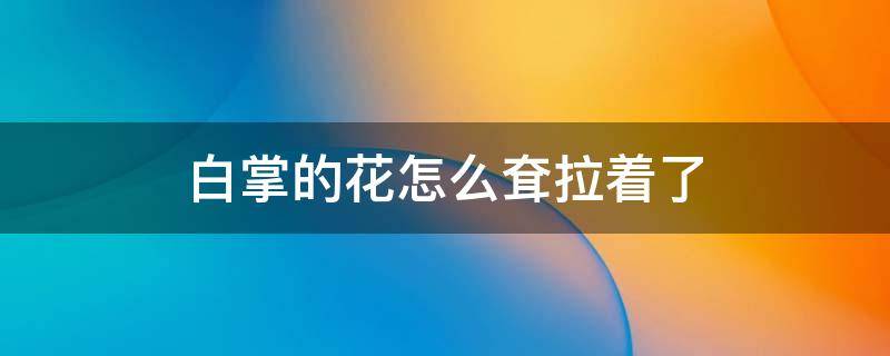 白掌的花怎么耷拉着了 为什么白掌的叶子总是耷拉着