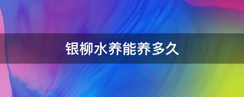 银柳水养能养多久（银柳用水养吗）