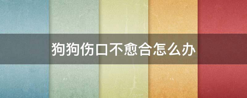 狗狗伤口不愈合怎么办 狗狗伤口不愈合破原因