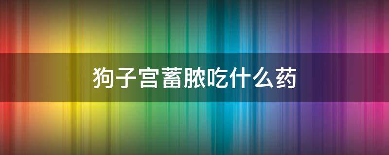 狗子宫蓄脓吃什么药 狗子宫蓄脓吃什么药好