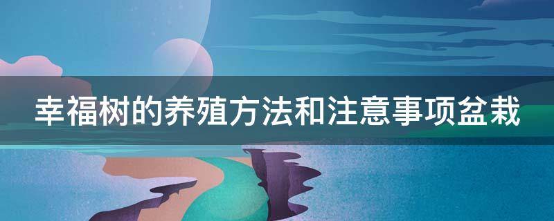 幸福树的养殖方法和注意事项盆栽 绿植幸福树的养法与禁忌