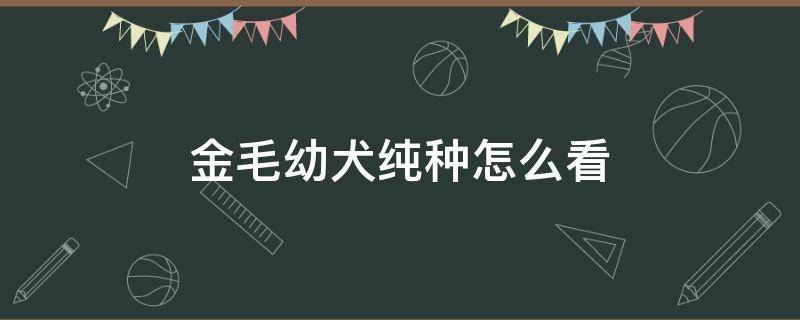 金毛幼犬纯种怎么看 金毛犬怎么样看是不是纯种