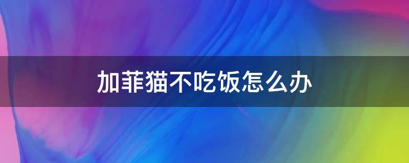 加菲猫不吃饭怎么办（加菲猫不吃不喝是怎么回事）