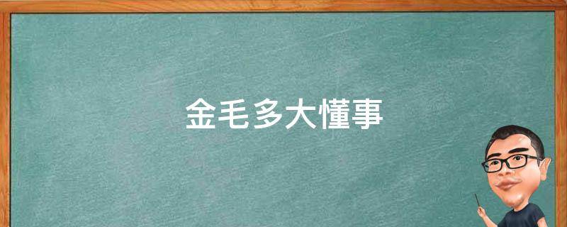 金毛多大懂事 金毛什么时候能懂事儿