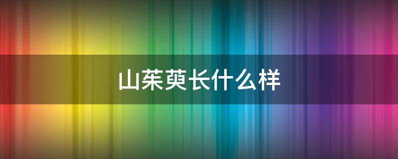 山茱萸长什么样 茱萸长啥样