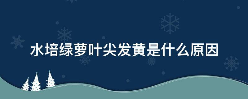 水培绿萝叶尖发黄是什么原因 水培绿萝花的叶子发黄是什么原因