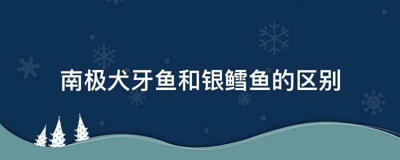 南极犬牙鱼和银鳕鱼的区别 南极犬牙鱼是鳕鱼吗