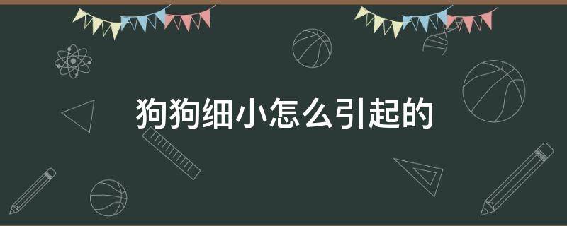 狗狗细小怎么引起的 狗狗得了细小是怎么引起的