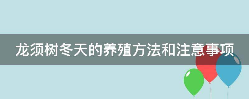 龙须树冬天的养殖方法和注意事项（龙须树冬天的养殖方法和注意事项有哪些）